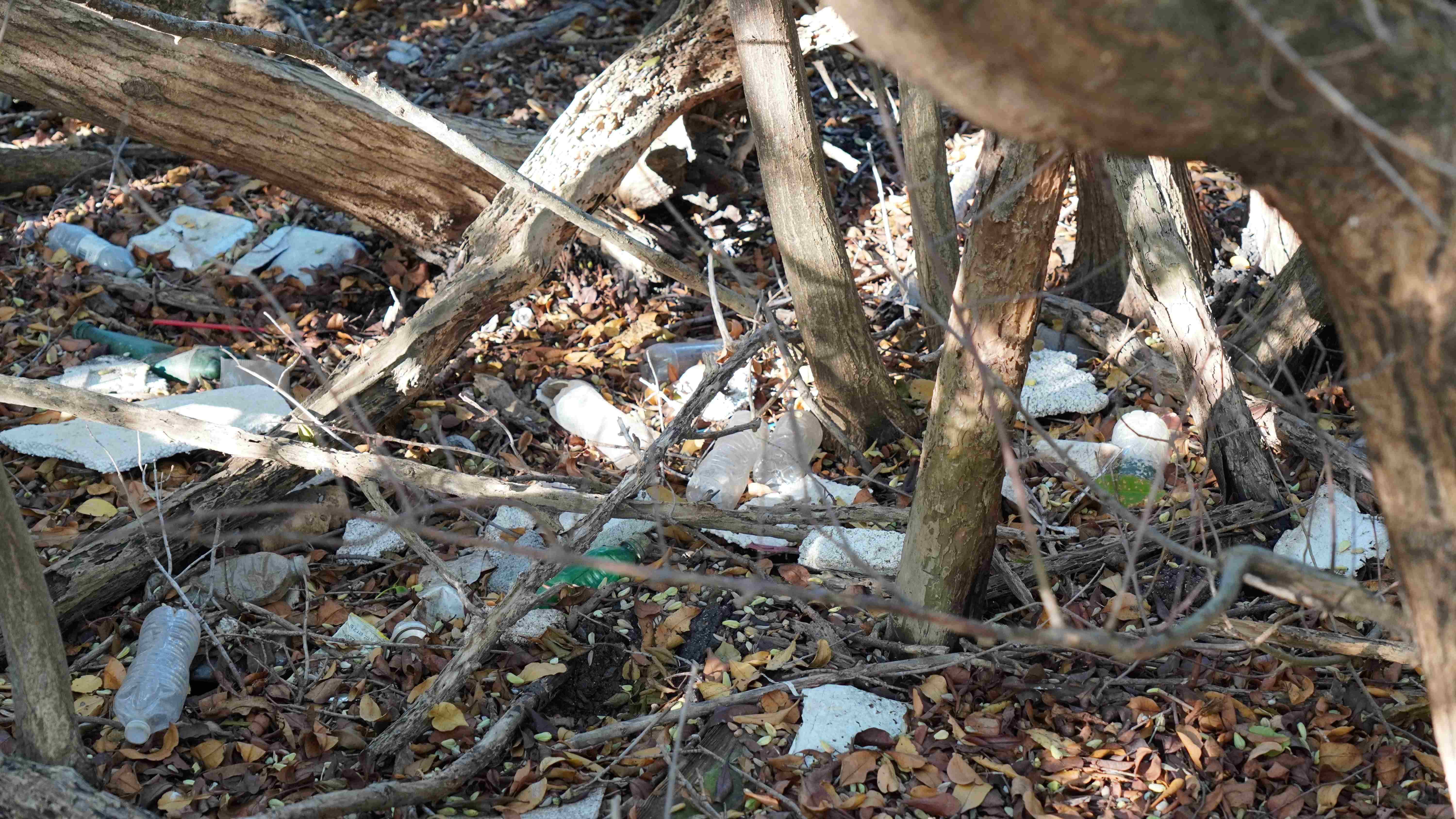 4 As in previous years quite a lot of litter was found between the mangroves near Little Bay Pond Vehicle wrecks and construction waste was also found